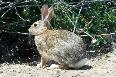 Desert Cottontail