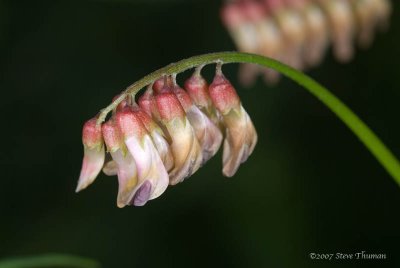 Unknown Flowers