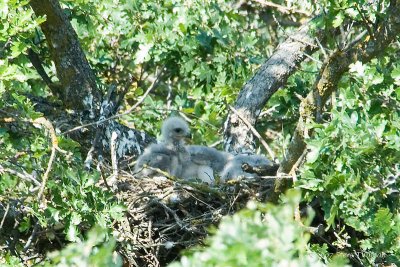 Baby Red-tailed Hawk