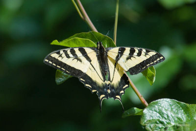 Swallowtail