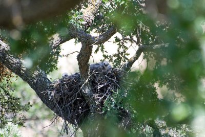 Red-tailed Hawk babies