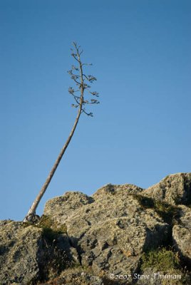 _DSC8653.jpg
