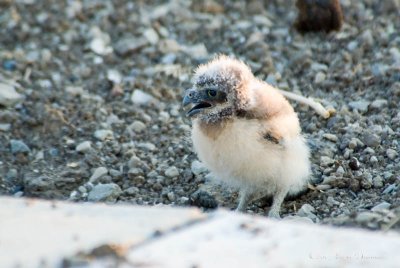 Burrowing Owl Baby