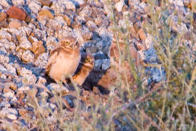 Burrowing Owl babies