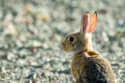 Bunny Ears