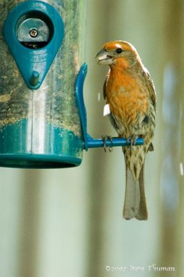 House Finch