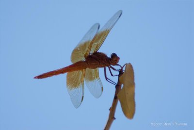 Dragonfly Perch