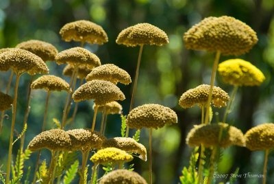 Drying Flowers