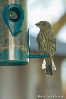 Sparrow's Snack