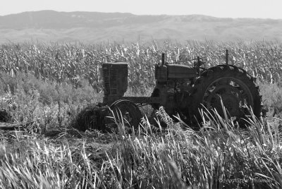 Old Tractor and Corn Field