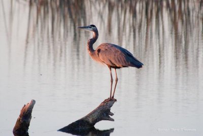 Golden Heron