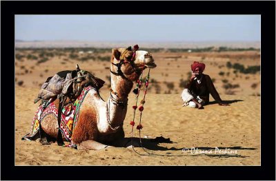 Jaisalmer Camel
