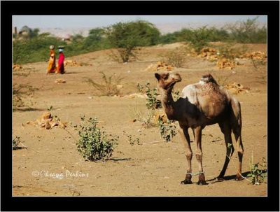 Jaisalmer Camel Women