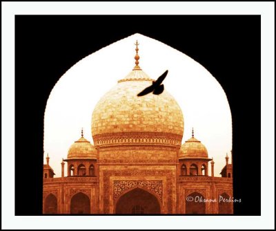 Taj Mahal Pigeon