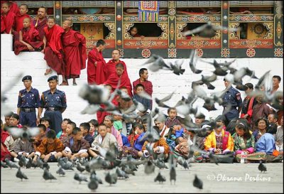 Pigeons , Tshechu Festival