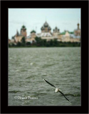 Gull, Rostov the Great