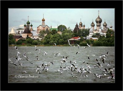 Gulls, Rostov the Great