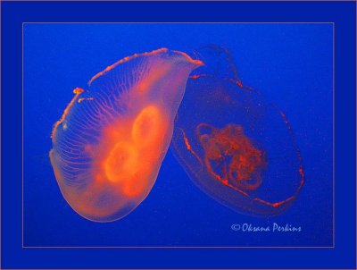 Jelly Fish, Sea World