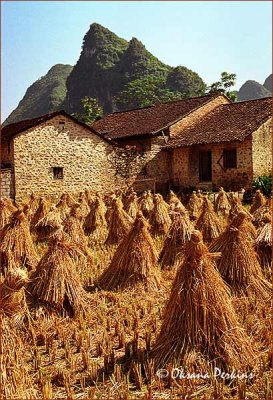 Rice Harvest, Northern Vietnam
