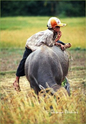 Shepherd, Northern Vietnam