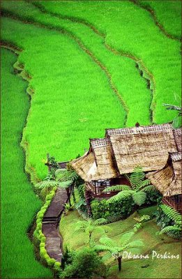 Rice Terrases