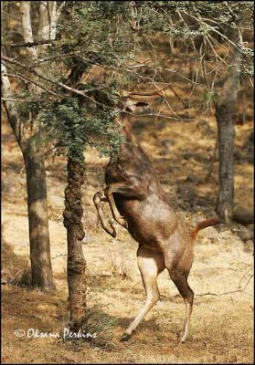 Deer, Ranthambore National Park