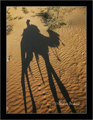 Jaisalmer Camel Shadow