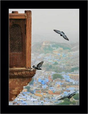 Pigeons, Jodhpur