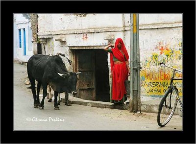 Udaipur Street