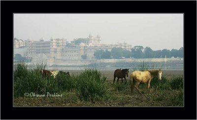 Udaipur, Horses