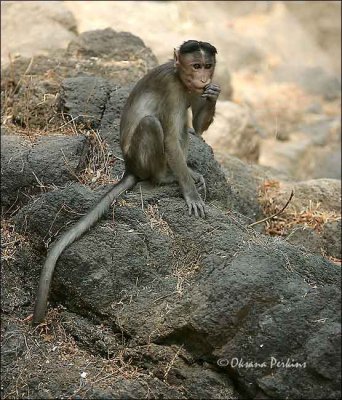 Baby Monkey, Ranthambore National Park