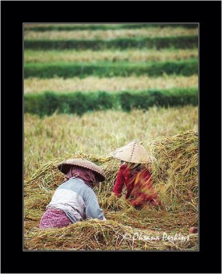 Rice Harvest 3