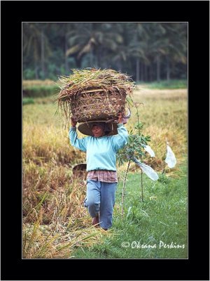 Rice Harvest 5