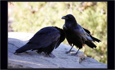 Raven in Love :) , Utah