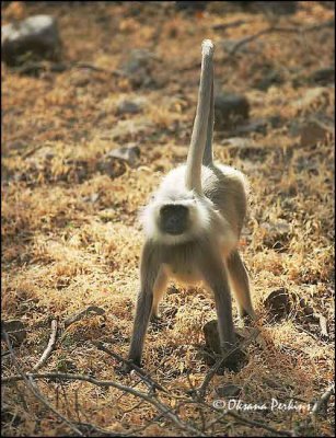 Ranthambore Monkey