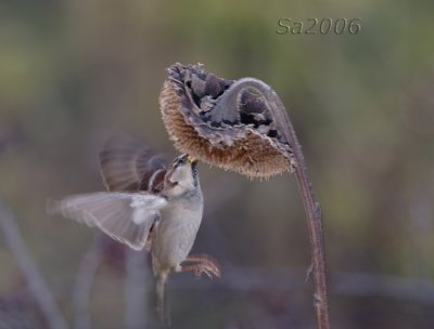 passero-dic003.jpg