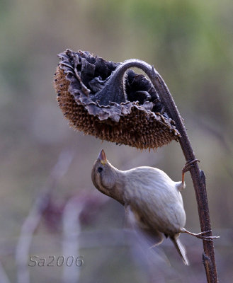 passero-dic005.jpg