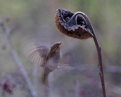 passero-dic008.jpg