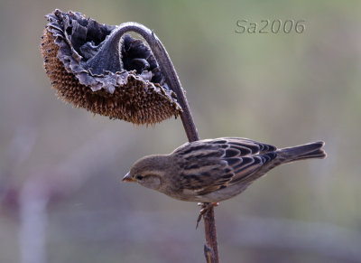 passero-dic010.jpg
