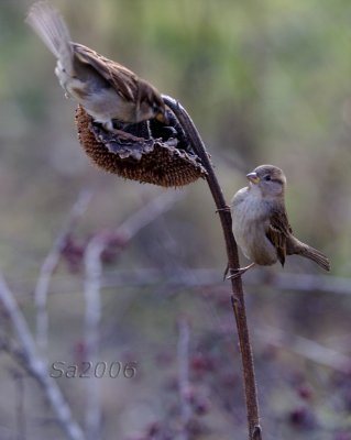 passero-dic016.jpg
