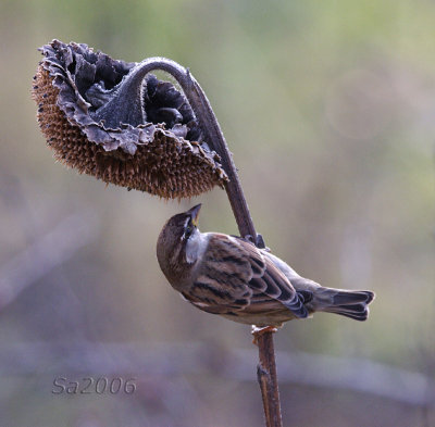 passero-dic034.jpg