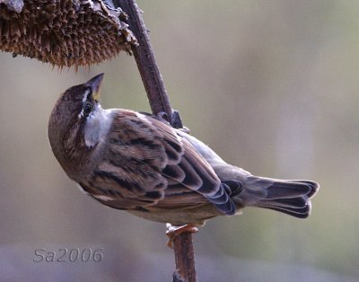 passero-dic034b.jpg