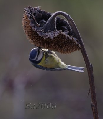 cinciarella-dicembre001.jpg