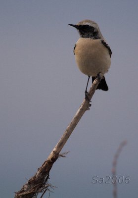 monachella d. deserto-vecchiano.jpg