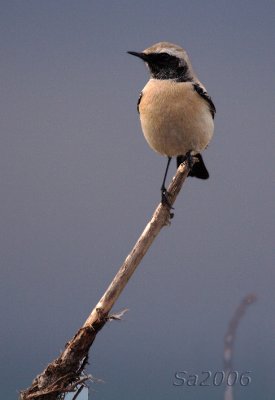monachella d. deserto-vecchiano.jpg