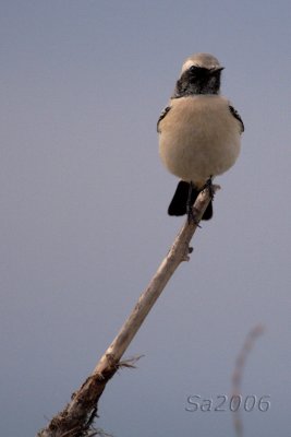 monachella d. deserto-vecchiano.jpg