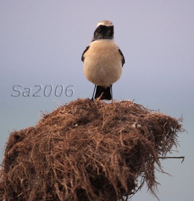 monachella d. deserto-vecchiano.jpg