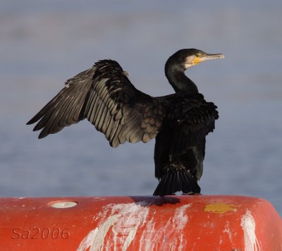cormorano-viareggio003.jpg
