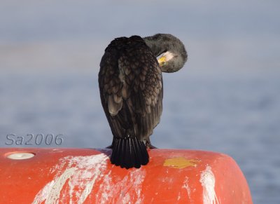 cormorano-viareggio035.jpg