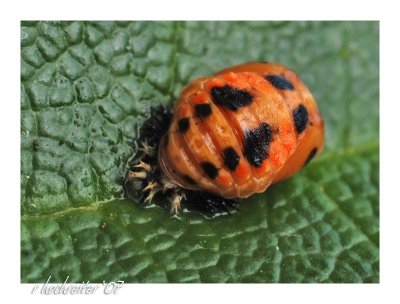 Alien Bug